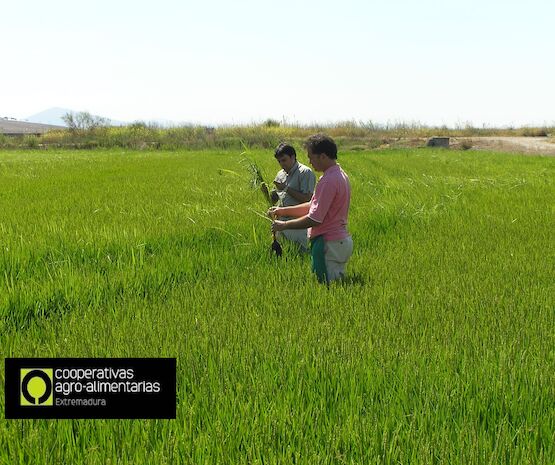 ArrozOrEx impulsa la innovación en el sector arrocero de Extremadura como segunda región productora del país