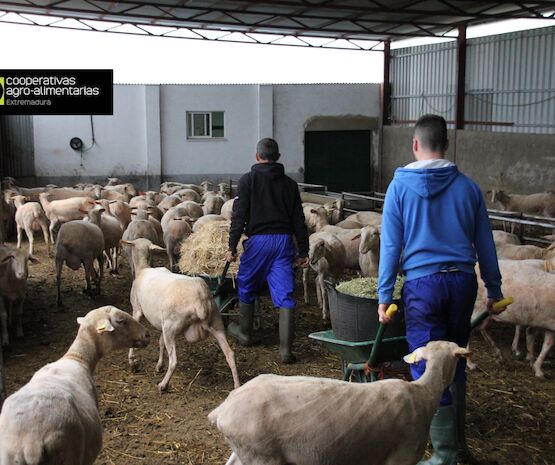 Las ayudas a jóvenes agricultores se pueden solicitar hasta el 4 de agosto