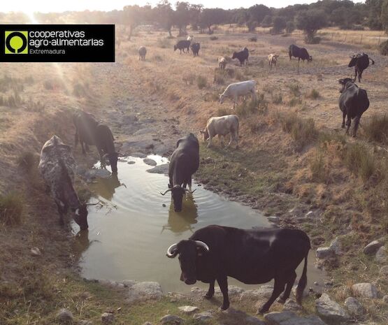 Ganaderos cooperativistas tendrán mayor agilidad en los trámites para captar agua para uso ganadero
