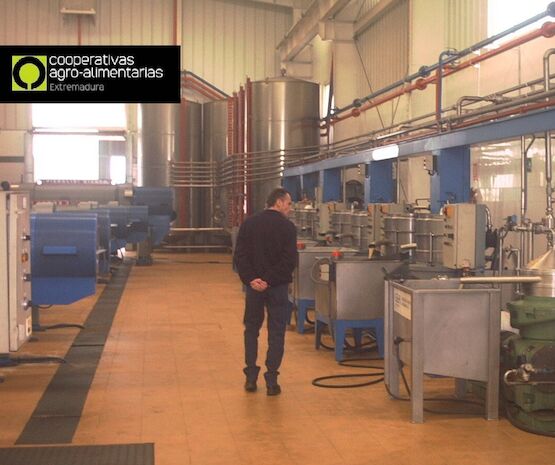 Maestros de almazaras cooperativas se forman en calidad en la elaboración del aceite de oliva virgen
