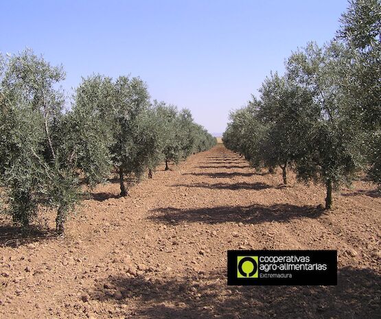 Un nuevo seguro para el olivar como garantía de futuro para los olivicultores