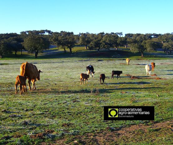 El Grupo Operativo GoDehesa inicia su andadura favorecer el manejo holístico del ganado en la dehesa