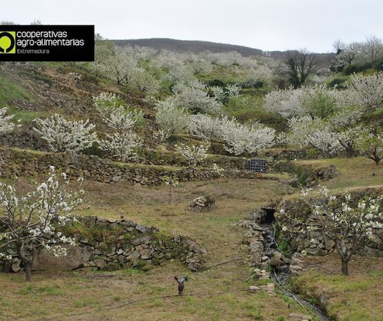 Cooperativas Extremadura y Agrupación del Jerte consiguen la aprobación de su propuesta de mejora en el seguro de cereza por parte de ENESA