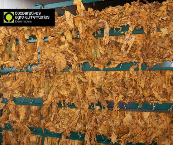 La Sectorial de Tabaco de Cooperativas Extremadura estima una reducción del 40% en la producción