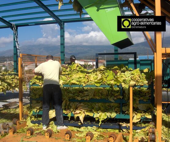 Incógnitas en el futuro del tabaco