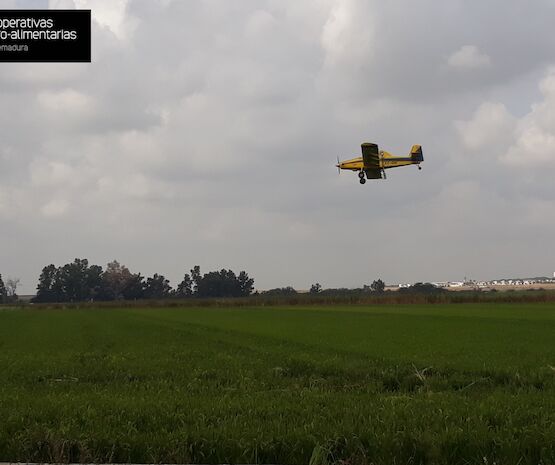 Autorizada la campaña oficial de tratamiento fitosanitario contra la pudenta del arroz