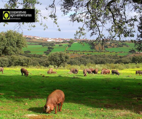 Un futuro para el porcino ibérico