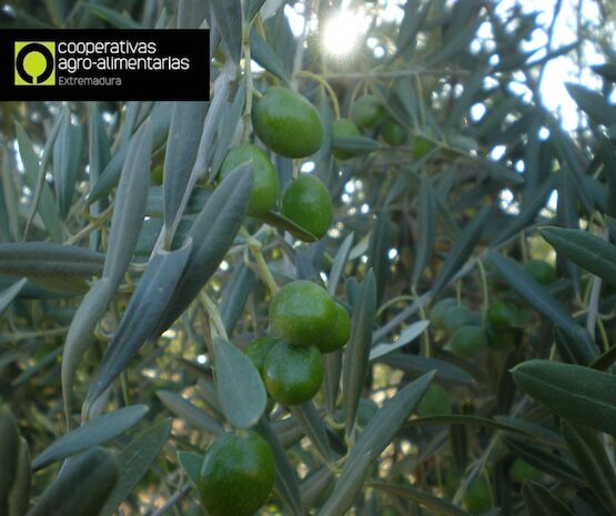 La aceituna manzanilla también es extremeña