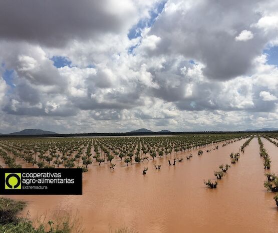 Convocadas las ayudas para la contratación de Seguros Agrarios