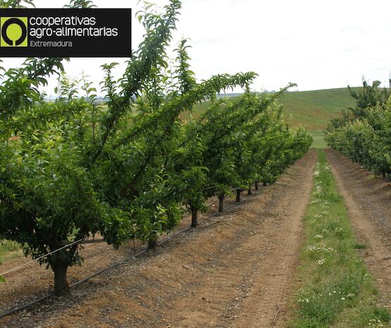Abierta la convocatoria de ayudas a organizaciones agroalimentarias para la tramitación de la PAC
