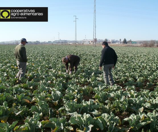 Cuarenta años de seguros agrarios