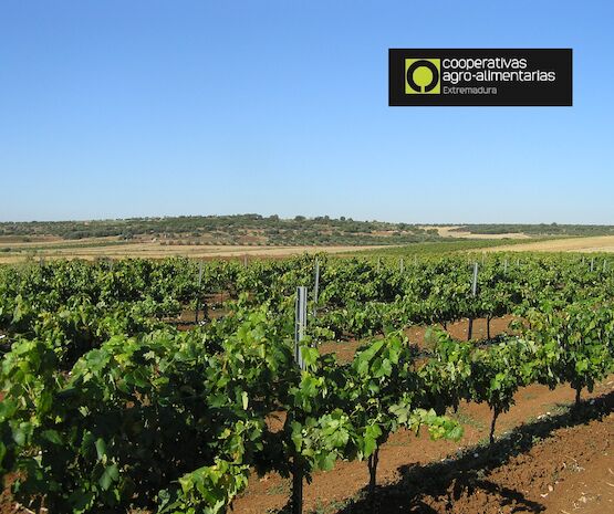 Cooperativas Agro-alimentarias Extremadura estima una vendimia de 3,4 millones de hectolitros