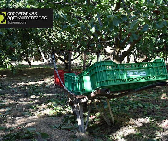 La contratación del Seguro de Explotaciones de Cereza sube un 46% respecto a la campaña anterior
