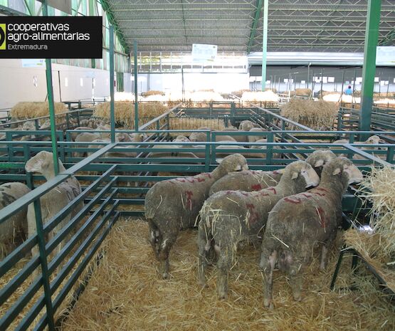El sector ovino y caprino ya puede solicitar las ayudas estatales
