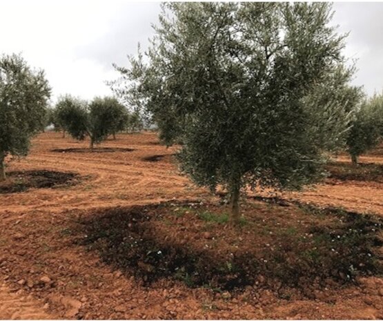 VALORARES consigue regenerar la tierra e incrementar la productividad de cultivos de Extremadura