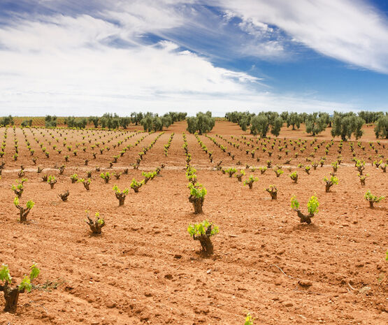 La Comisión lanza una encuesta sobre simplificación dirigida a agricultores
