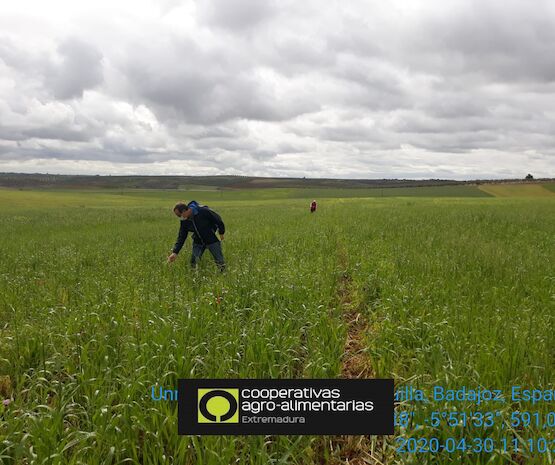 Campaña agrícola ante adversidades meteorológicas