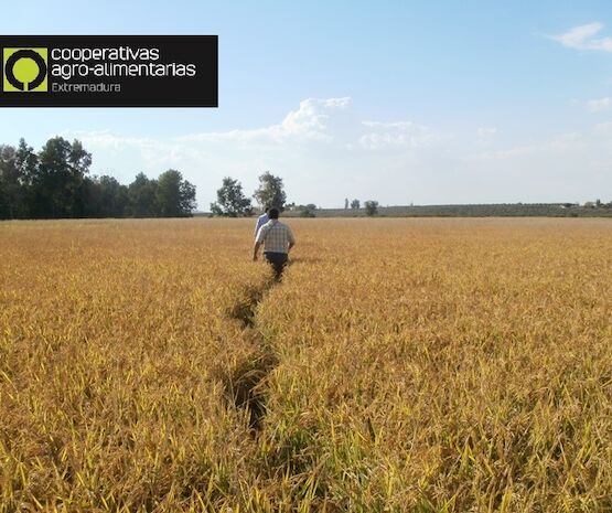 Los ecorregímenes de la PAC, eje de unas jornadas de Cooperativas Agro-alimentarias Extremadura