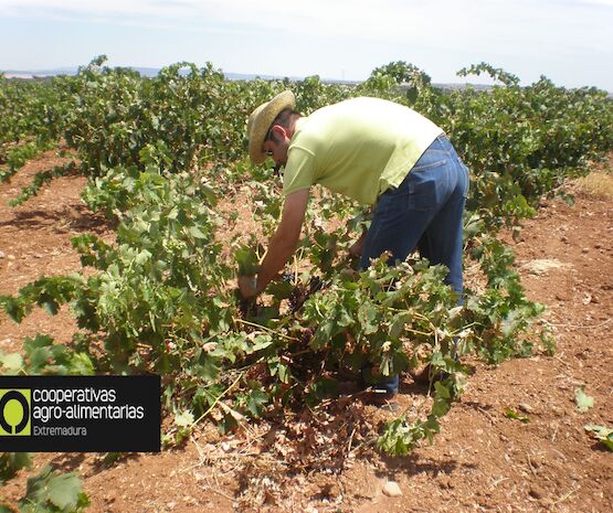 ¿Dejamos morir al sector del vino?