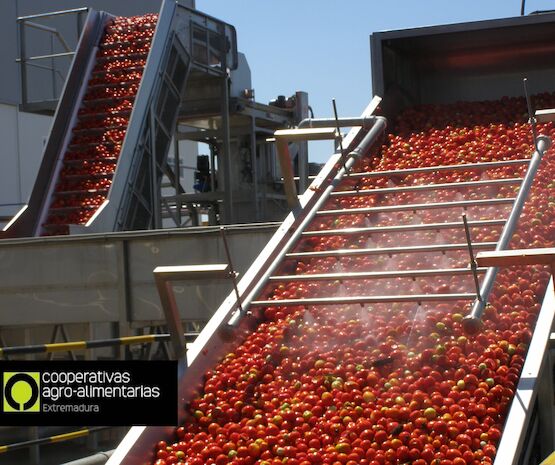 Cooperativas Extremadura destaca el papel esencial del cooperativismo después de que todas las industrias cooperativas cierren la contratación de tomate