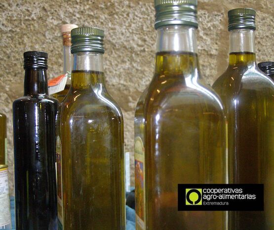 La producción de aceite de oliva en Extremadura roza las 36.000 toneladas