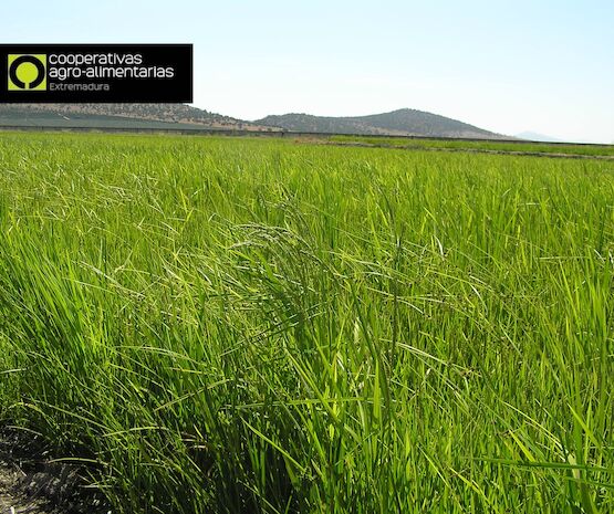 El acondicionamiento de grano para semillas