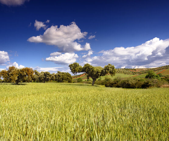 Ampliado el plazo de presentación de diferentes solicitudes de la PAC para 2022