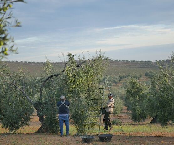 Viñaoliva y la aceituna de mesa