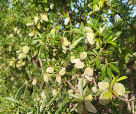 Extremadura producirá 8.571 toneladas de almendra en esta campaña