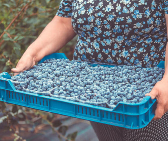 La cooperativa La Benéfica crea empleo femenino con el cultivo de arándanos ecológicos en zona de dehesa