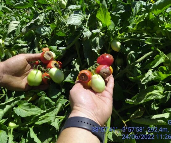 Cooperativas Extremadura propondrá que el seguro agrario cubra los daños por altas temperaturas persistentes