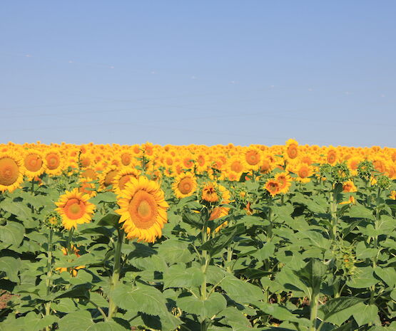 Los cultivos de regadío registran una campaña medianamente desastrosa en Extremadura