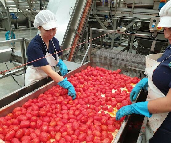 Las cooperativas agroalimentarias representan el 90% del empleo generado en las empresas de economía social de Extremadura