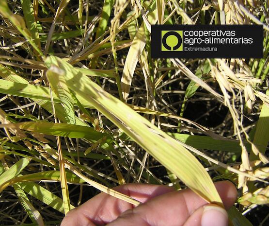 La Red de Información Fitosanitaria de Extremadura permitirá alertar de plagas vegetales