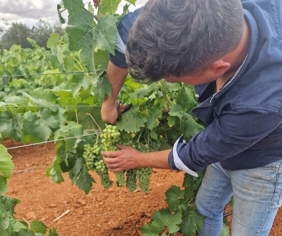 La cooperativa Virgen de la Estrella participa en un proyecto innovador para revitalizar el cultivo de la uva Eva
