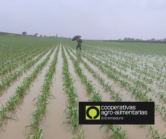 Agricultores y ganaderos extremeños ya pueden notificar a la Junta los daños del temporal