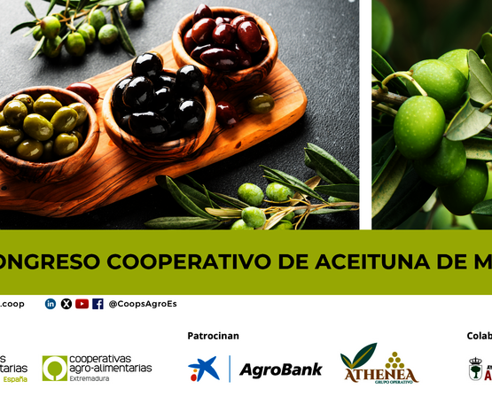 Cooperativas Extremadura, anfitriona del III Congreso Cooperativo de Aceituna de Mesa