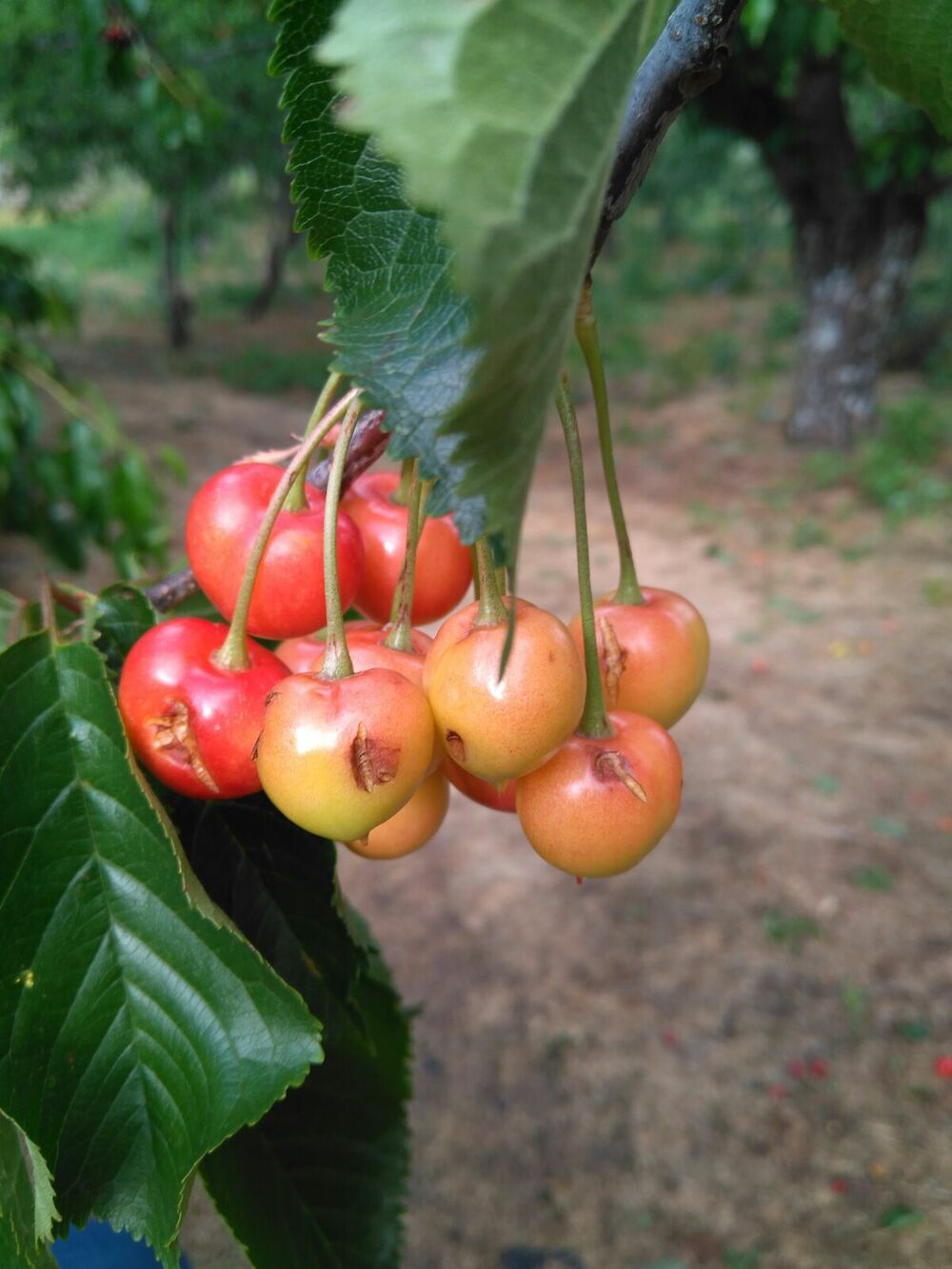 Cooperativas Extremadura insta a la Junta a actuar para incrementar la contratación del seguro de cereza