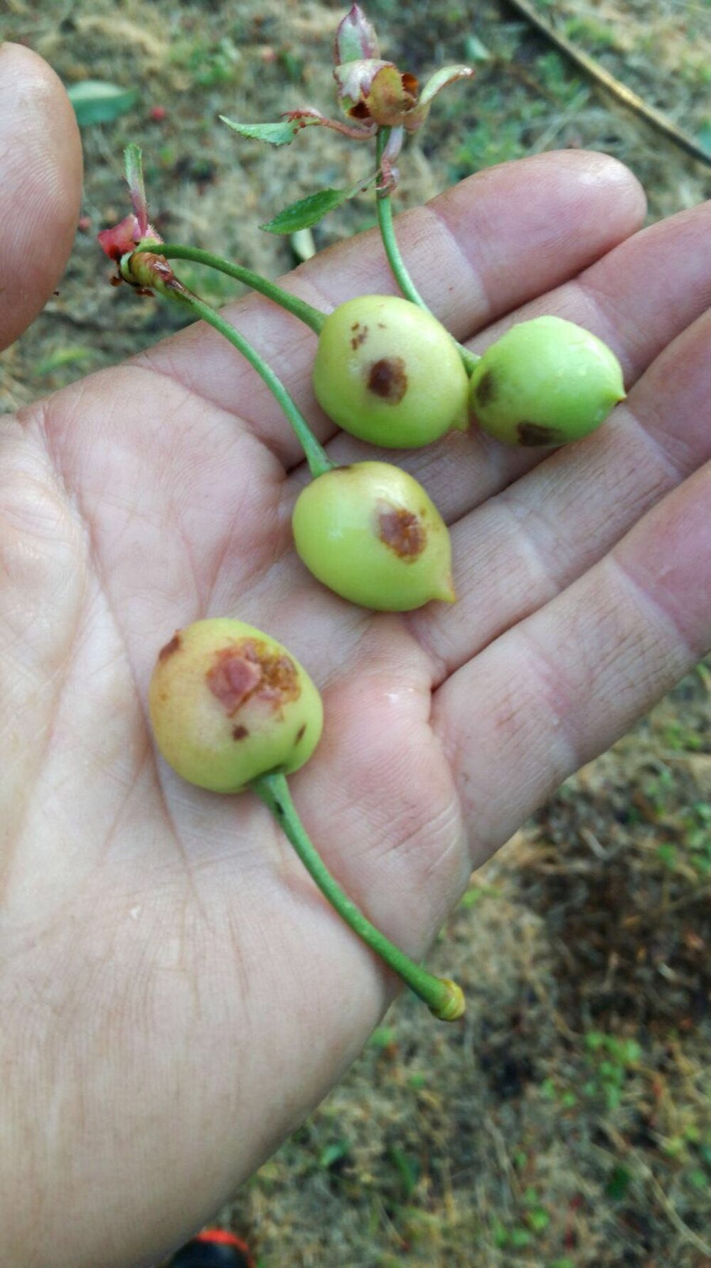 Cooperativas Extremadura propone mejoras al seguro de cerezas en precio y coberturas