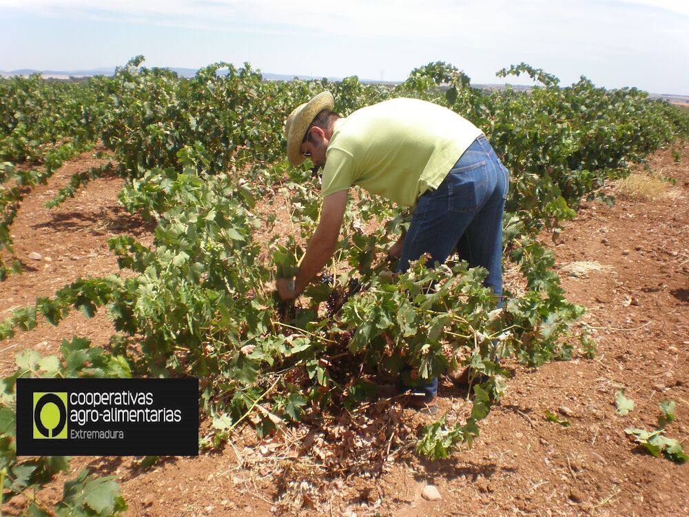 Cooperativas Extremadura reclama ayudas extraordinarias al sector vitivinícola ante la caída del 40% de producción en esta vendimia