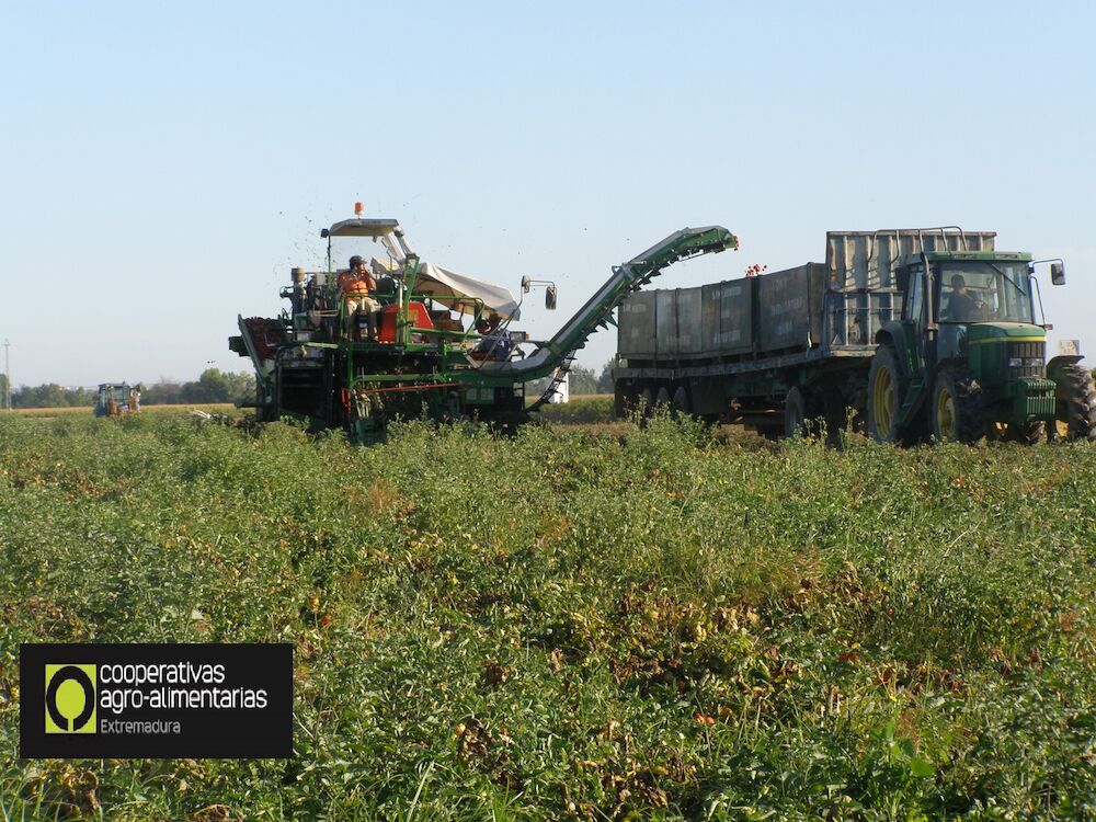 Cooperativas Extremadura sitúa en 115 euros por tonelada el coste de producción en 2024 de tomate para industria en la región