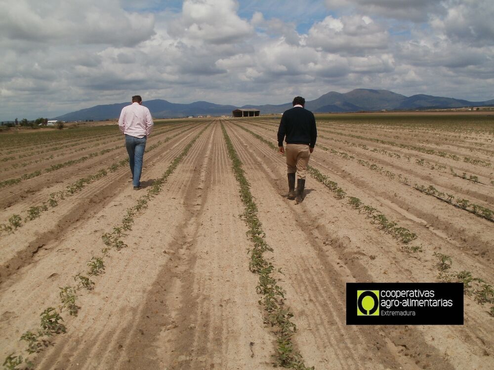 Cooperativas Agro-alimentarias Extremadura atendió más de 2.300 siniestros de seguros agrarios durante el año pasado