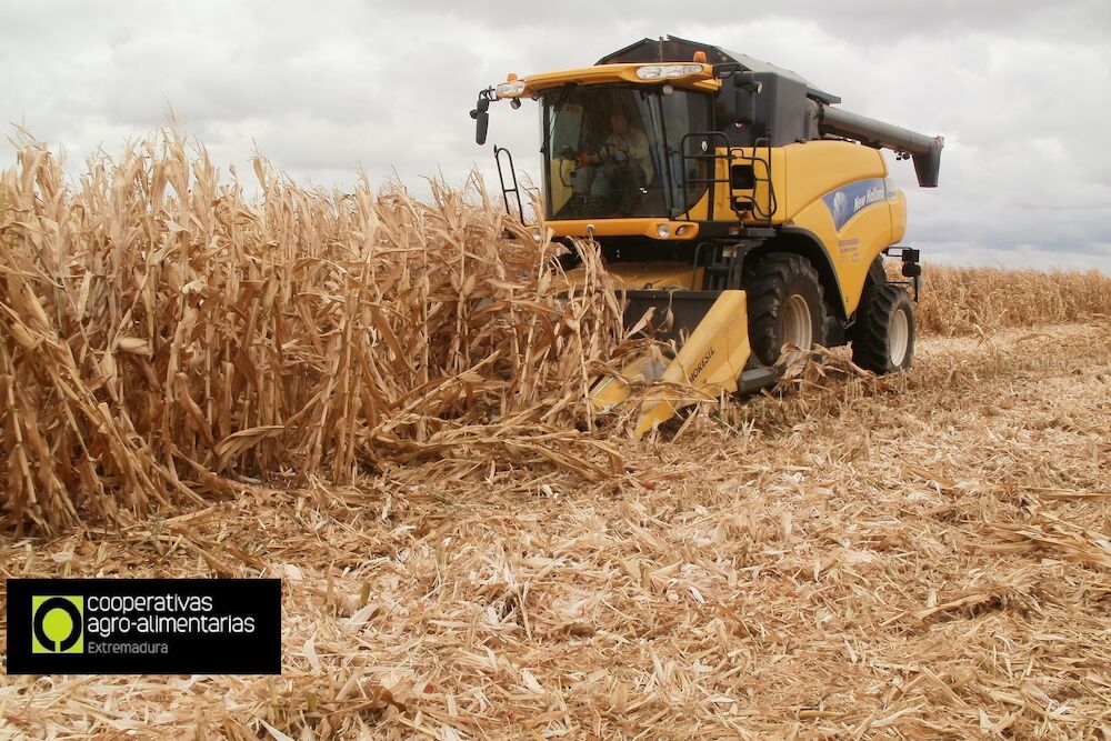 Cooperativas estima una cosecha de cereales de 1.373.045 toneladas en Extremadura