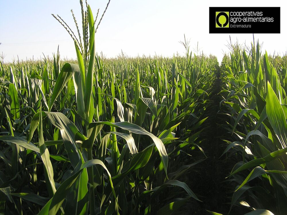 Cooperativas Extremadura pide que se intervenga caudal ecológico para plantar maíz y arroz en la zona del Canal de Orellana