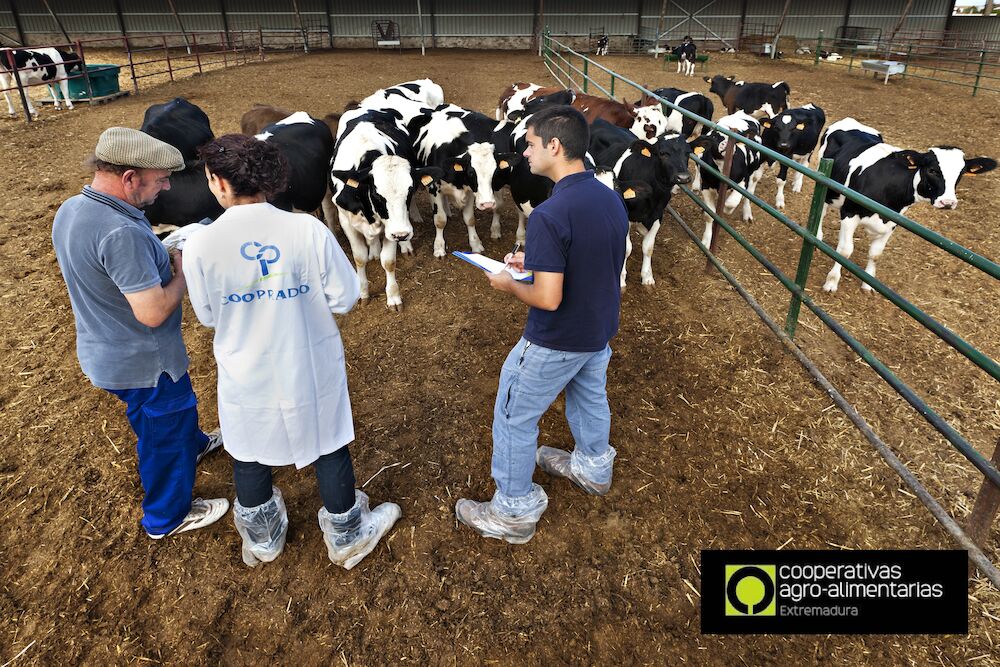 Las cooperativas podrán hacer sus seguros en la correduría de Cooperativas Extremadura