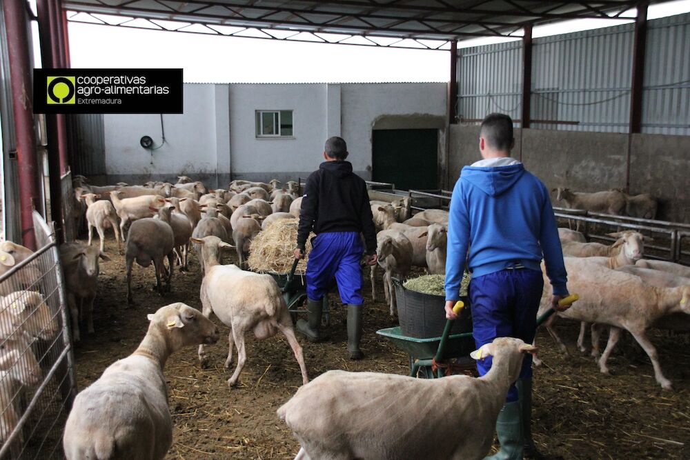 Cooperativas Extremadura plantea al MAPA cambios en las ayudas al ovino-caprino para que lleguen directamente a los ganaderos