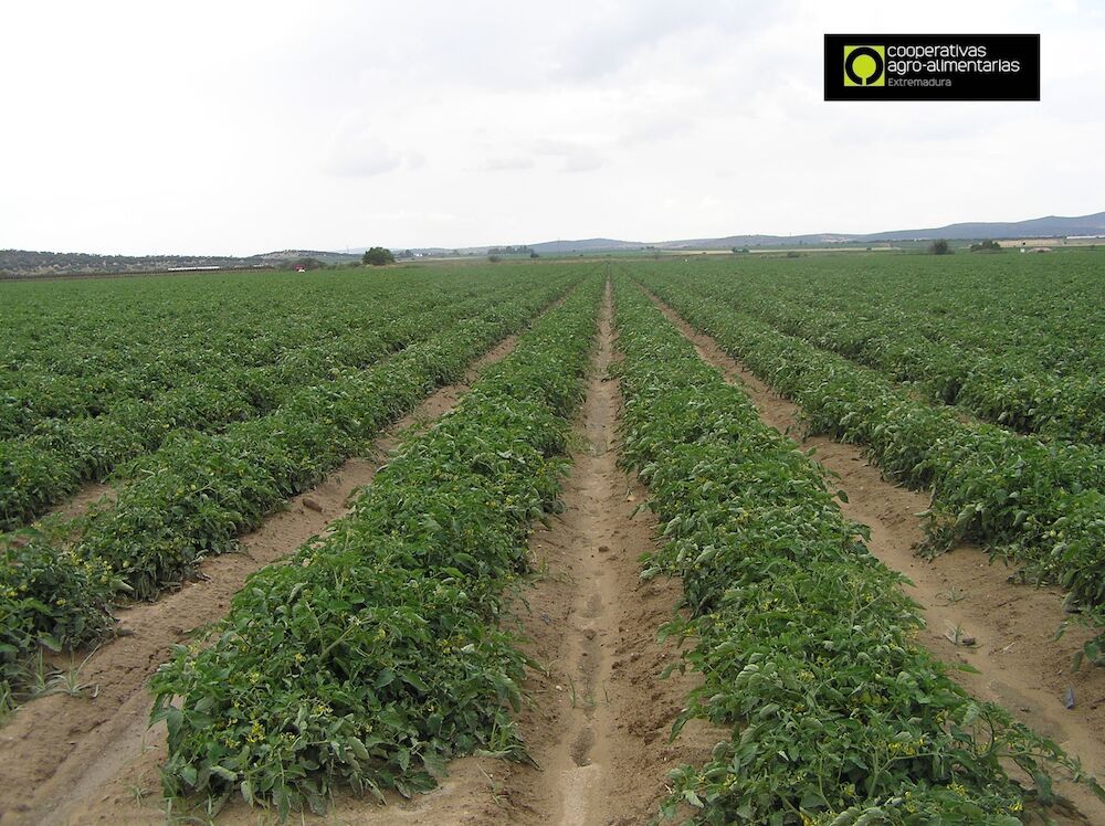 Cooperativas Extremadura sitúa en 138 euros el coste de producción por tonelada de tomate para industria en la región