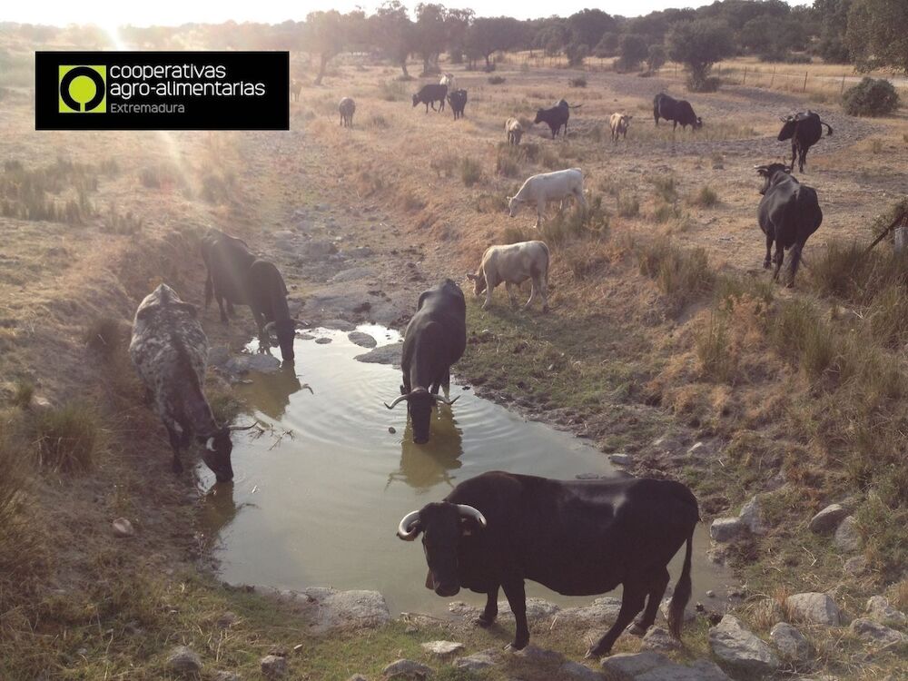 Ganaderos cooperativistas tendrán mayor agilidad en los trámites para captar agua para uso ganadero