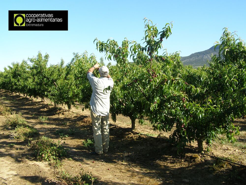 La producción de fruta de hueso superará las 238.000 toneldas en Extremadura esta campaña