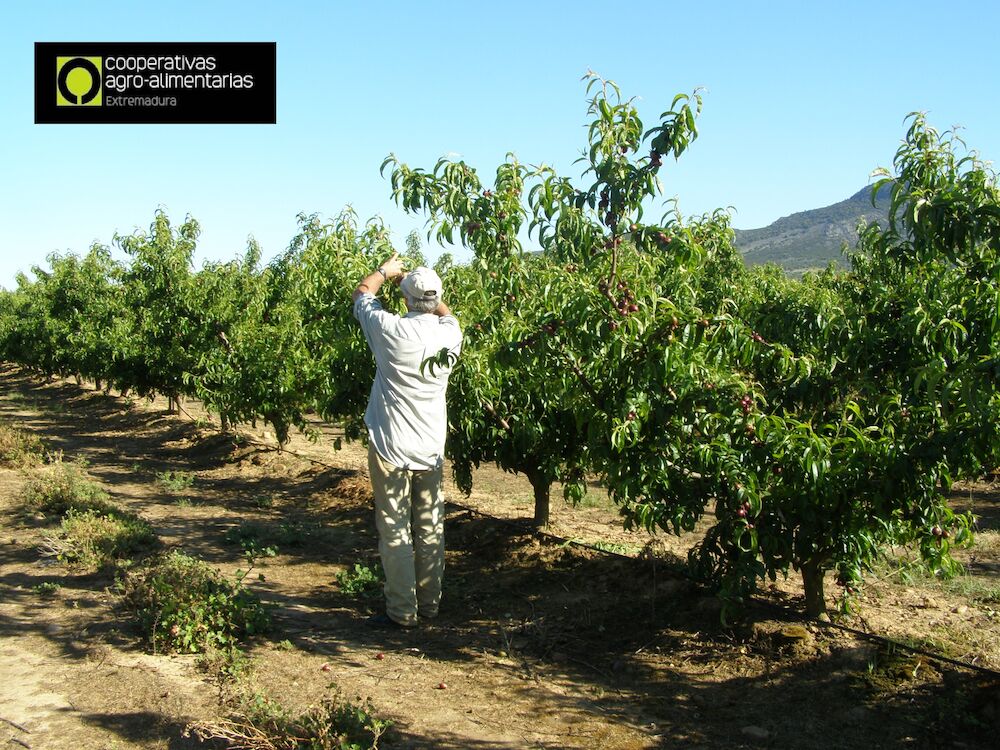 Cooperativas Extremadura pide una mayor reducción en los módulos del IRPF para agricultores y ganaderos